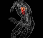 Вариабельность сердечного ритма у больных после	трансплантации сердца рисунок